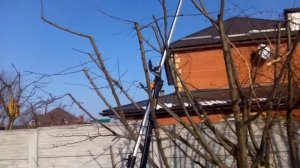 Обрезка и придание формы кроне березы