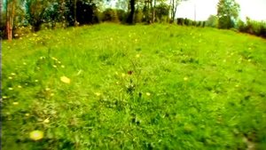 01 - Божья коровка