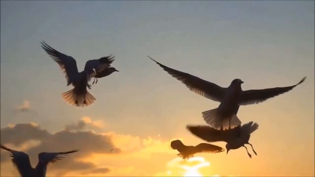 Храню покой Стихи Ольги Бурлака Муз. и исп. Николая Жукова Видео Елены Рыжаковой смотреть онлайн