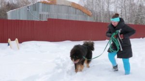 Аппортировка тибетский мастиф Блек 12 мес. Первое занятие.