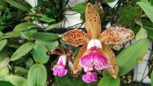 два первичный гибрида Cattleya schilleriana