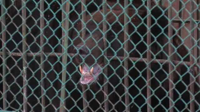 Амурские парламентарии выделили средства на обновление вольеров в биолого-туристическом центре смотреть онлайн