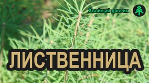 Сеянцы лиственницы сибирской 2-х летка. Саженцы лиственницы в "Хвойный дворик" - сезон осень 2019