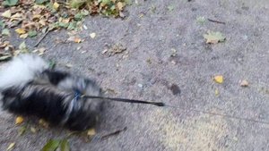 Шпиц Джесси и Чихуахуа Бусинка гуляем в парке)))