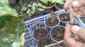 SYNGONIUM STRAWBERRY ICE//Propagation//BahayBuhay