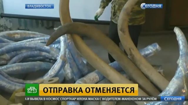 В Приморье задержали рекордную партию бивней мамонта смотреть онлайн