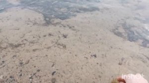 nokta Makro Legend. коп с металлоискателем. поиск золота