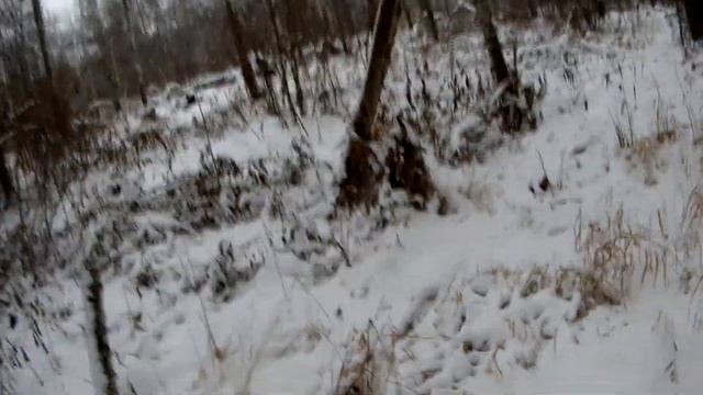 Прогулка по снежному лесу. Учусь охотиться на боровую дичь и зайца #Лес#Сибирь#Охота