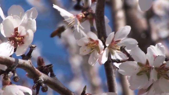 ЧТО БУДЕТ ЕСЛИ ЕСТЬ ПО 100Г ОРЕХОВ КАЖДЫЙ ДЕНЬ! смотреть онлайн