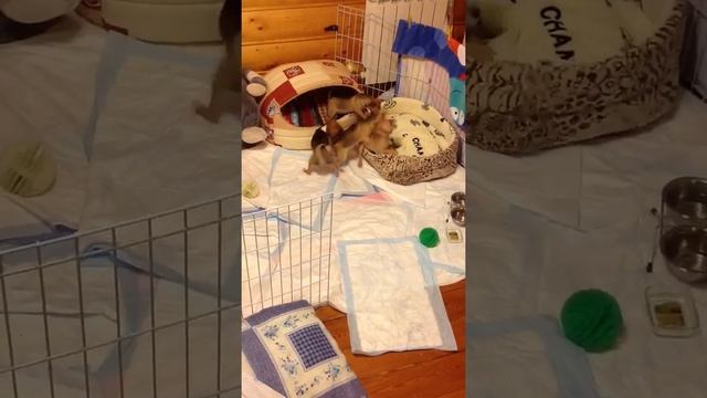 Щенки чихуа-хуа смотреть онлайн