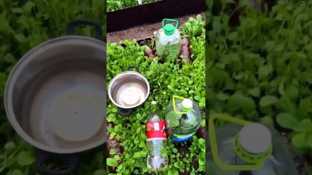 Как спасти растения в возвратные заморозки. Читайте в комментариях. #дача смотреть онлайн