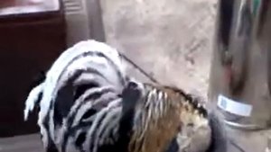Петух нападает на своё отражение