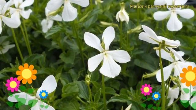 Виола рогатая Альба Минор. Краткий обзор, описание характеристик viola alba minor Alba Minor