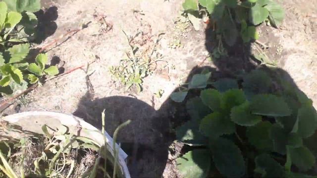 Как убрать дикий портулак.Работа с клубникой. смотреть онлайн