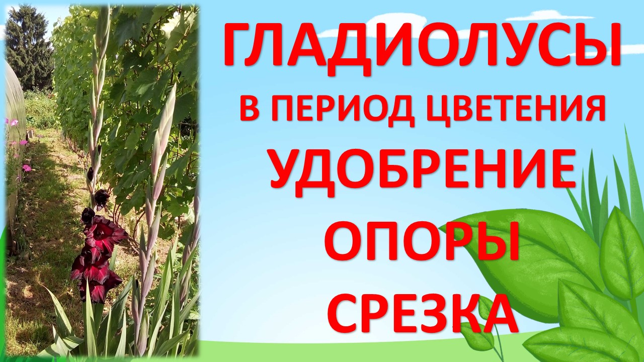 Гладиолусы уход выращивание во время цветения летом на даче. Как выращивать гладиолусы летом. смотреть онлайн