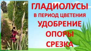 Гладиолусы уход выращивание во время цветения летом на даче. Как выращивать гладиолусы летом.