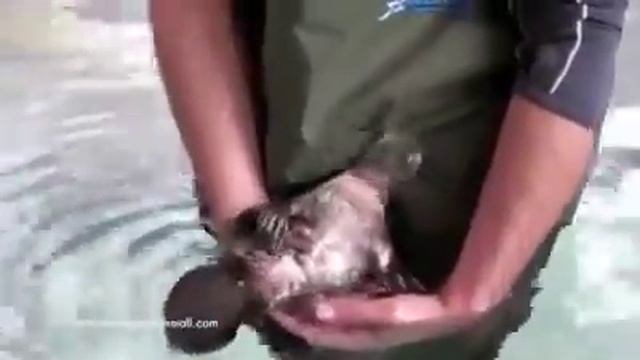 Ручной утконос смотреть онлайн