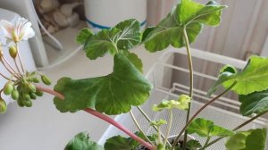 СОРТОВАЯ ПЕЛАРГОНИЯ LOVELY WERA, Описание сорта Красивейшей Пеларгонии