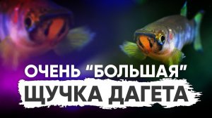 Щучка Дагета (Epiplatys dageti)