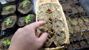 Дрожжевая подкормка для огурцов, перцев, томатов и баклажанов.