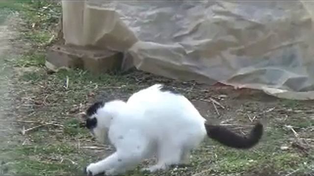Изба читальня. Фелиция.