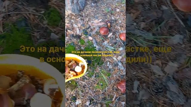 Маслята наступают? смотреть онлайн