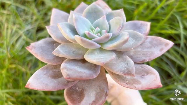 Echeveria 'La Bamba' смотреть онлайн