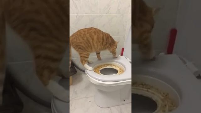 Томас Кот писает на унитаз (Tomas cat uses toilet)😂