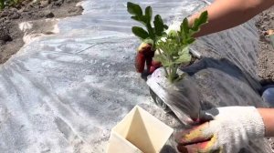 Посадка рассады арбузов в открытый грунт. Екатеринбург