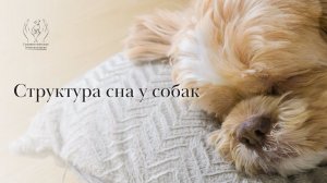 Структура сна у собак