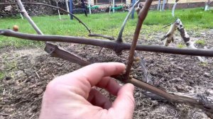 УДАЛЯЕМ ЭТИ ПОЧКИ С ВИНОГРАДА