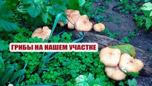 Грибы на нашем участке (Из архива. Болгария)