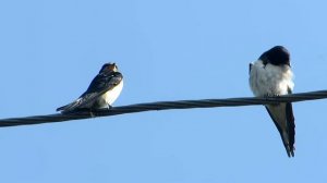 Ласточки-касатки