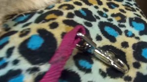 ОБЗОР САМОЙ ЛУЧШЕЙ РУЛЕТКИ ДЛЯ СОБАК