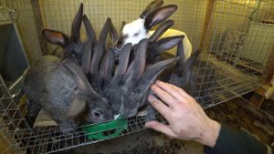 ВЕЧЕРНЕЕ КОРМЛЕНИЕ КРОЛИКОВ ГЕРКУЛЕСОМ