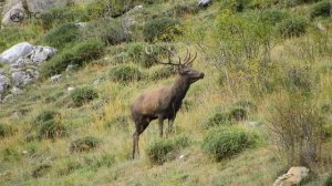 Berrea Cordillera Cantábrica 2020 (Montañas de Riaño, León)