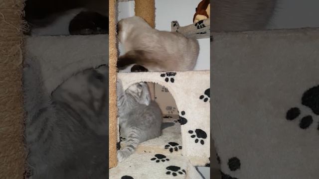 Шотландские вислоухие котята.