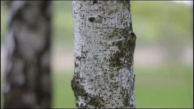 Тётушка ФлоФло цветы праздник оформление свадьба смотреть онлайн