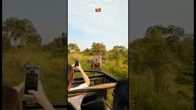 Minneriya National Park Safari ?? #youtubeshorts #ytshorts #srilanka #elephants #new #nature