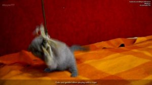 Cute and gentle kitten playing with a rope. Scottish fold.