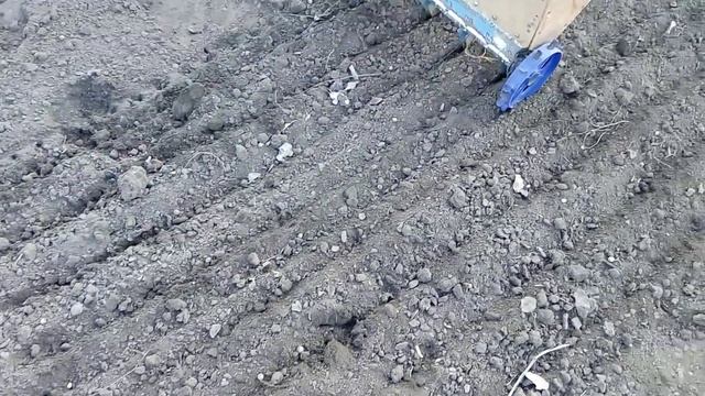 Посев семян лука чернушки в открытый грунт смотреть онлайн