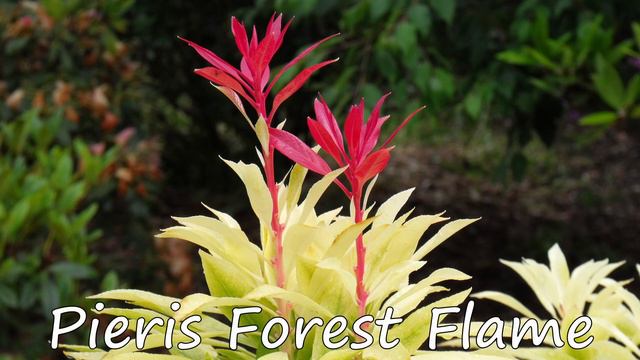 Threave Gardens Castle Douglas Scotland