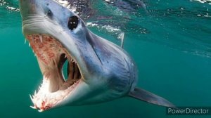БЕЛАЯ АКУЛА🦈САМАЯ КРОВОЖАДНАЯ ИЗ КРУПНЕЙШИХ ХИЩНЫХ РЫБ|The White Shark is the Most Bloodthistry🩸🦈