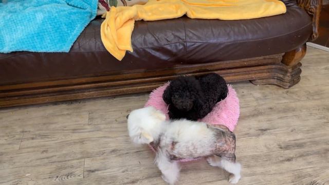 Fox Tiffany doesn't want to share her pink couch. смотреть онлайн