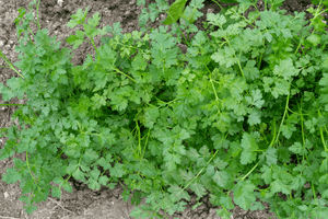 Зеленая петрушка круглый год. Некоторые нюансы севооборота культур