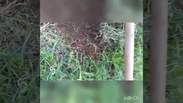 Go Find 11 Minelab. Teste rápido. смотреть онлайн