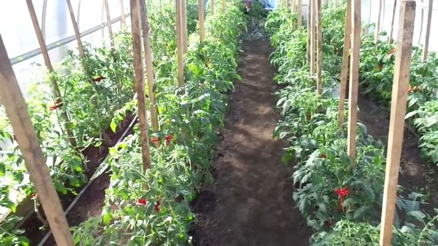 НУЖНО ЛИ ЗАКРЫВАТЬ ДВЕРИ ТЕПЛИЦЫ НА НОЧЬ? Ольга Чернова. смотреть онлайн