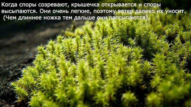 21. Отдел Моховидные. Общая характеристика и значение. Биология 6 класс - Пономарева.