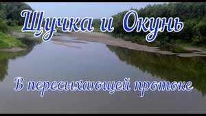 Щучка и Окунь в пересыхающей протоке.