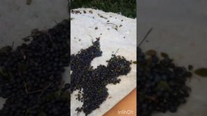 Как легко и быстро перебрать чернику.